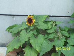 �˿����𻨼�����Ƶ�����뾭�ù��������ھ����� ϰ��ƽ����Ҫ����...